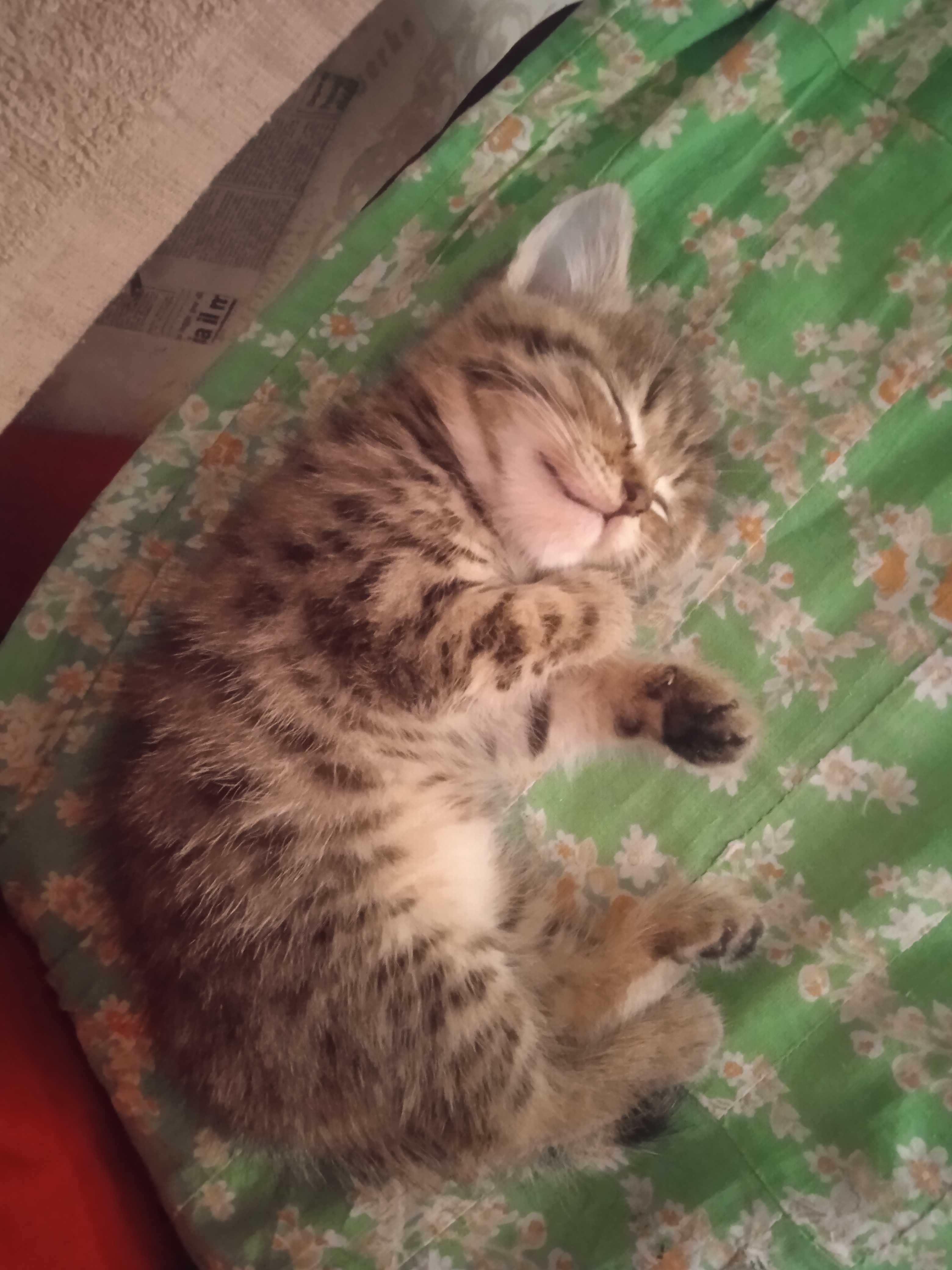 Отдам котят в добрые руки