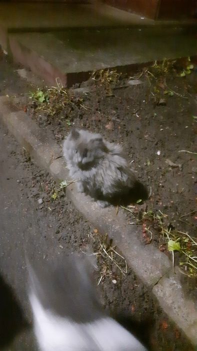 Кошенята рвуться до вас