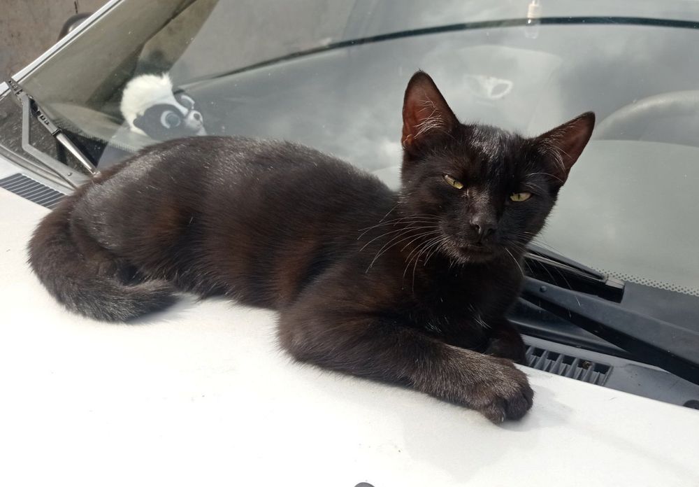 Кошеня в добрі руки