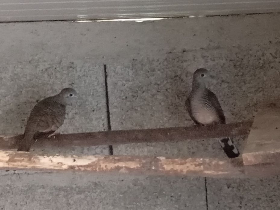 Casais de rolas várias espécies