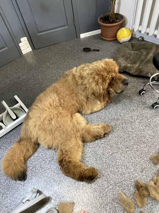 Грумінг Великих пород