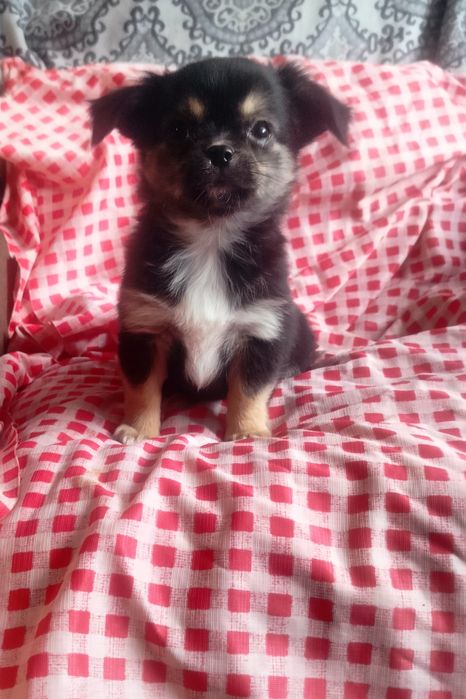 Śliczne szczenię -Chihuahua