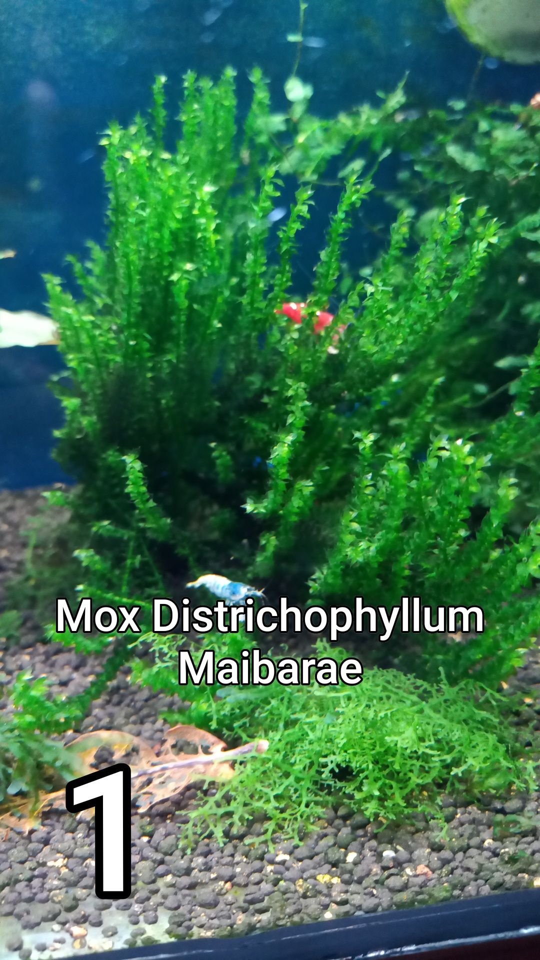 Мох districhophyllum maibarae. Майбарай.