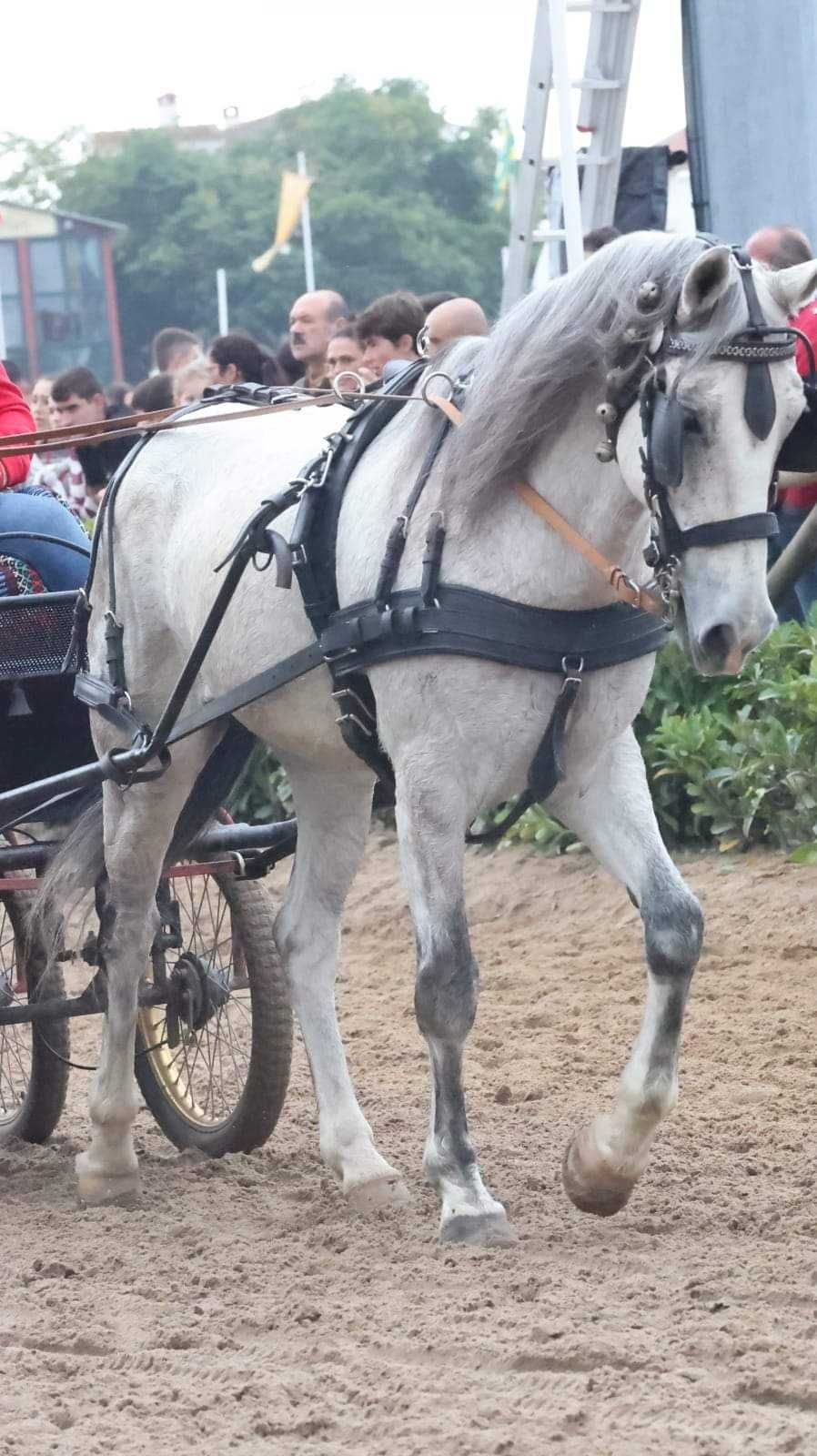 Cruzado português