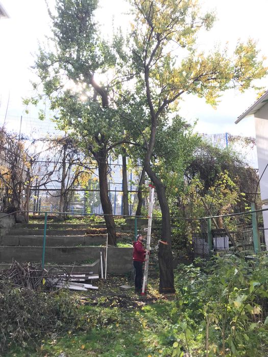 Спил деревьев. Спилить орех над домом это к Нам Обрезка фруктовых