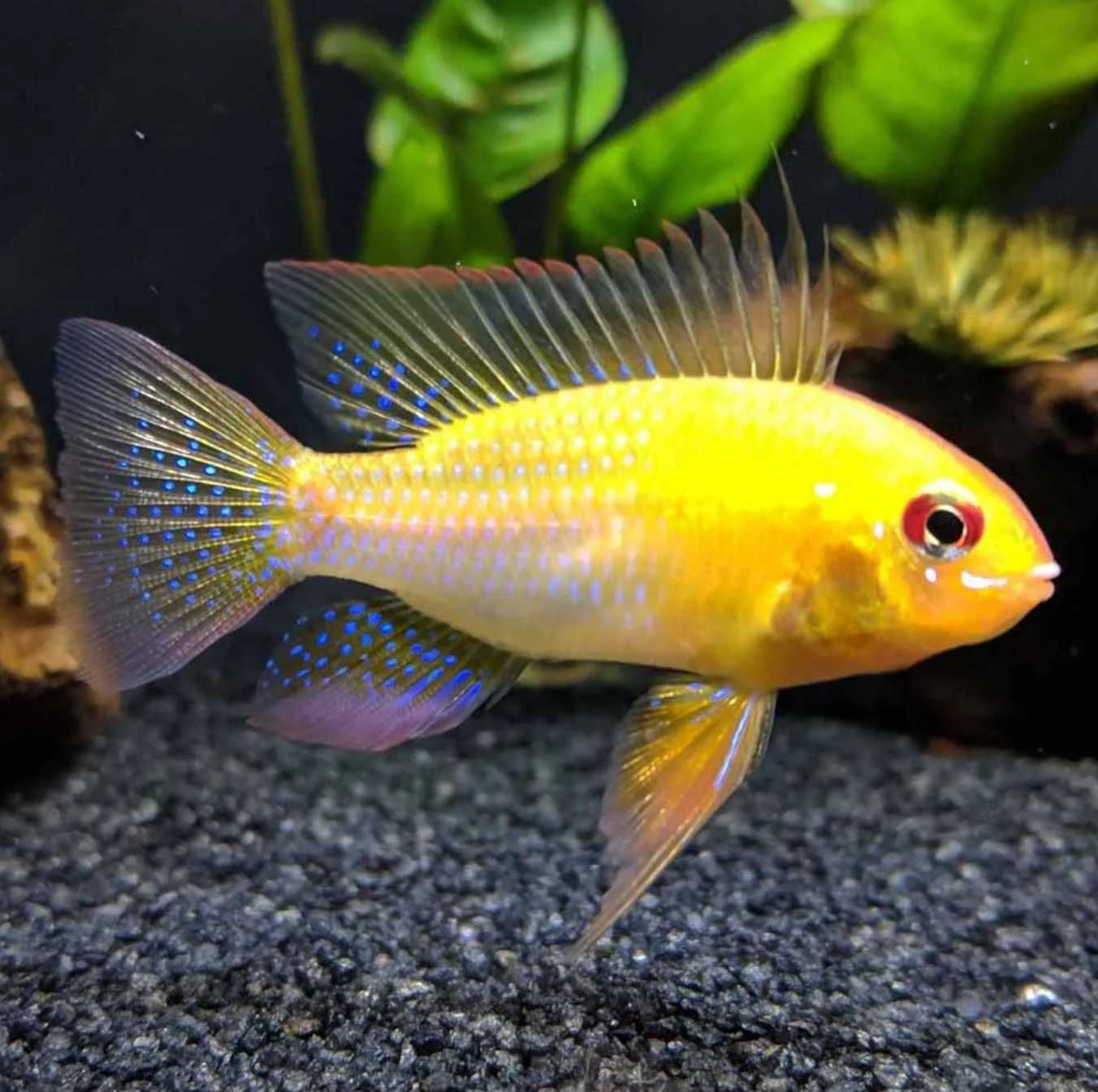 Pielęgniczka Ramireza odmiana GOLD - Mikrogeophagus ramirezi - dowóz
