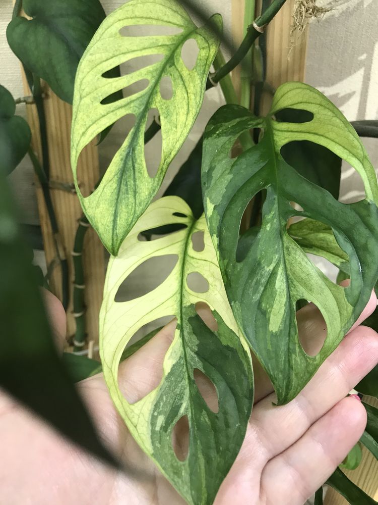 Scindapsus , Monstera adansonii variegata