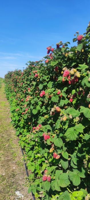 Naturalny sok malinowy, syrop malinowy 330 ml