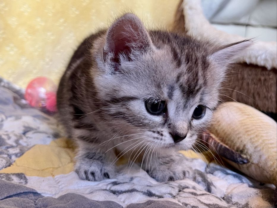 Маленьке кицинятко шукає друга