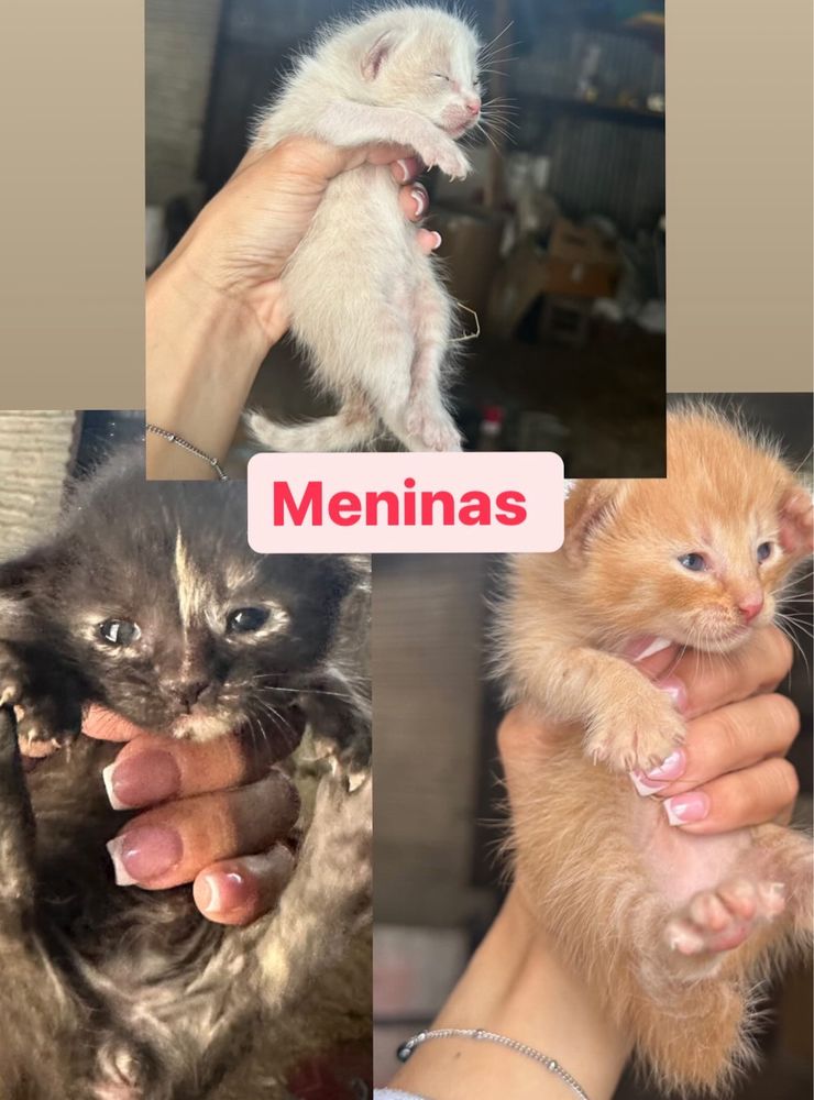 Gatinhas para adoçao