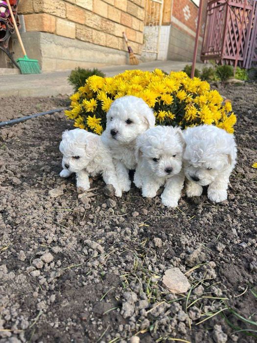 Цуценята бішон фрізе