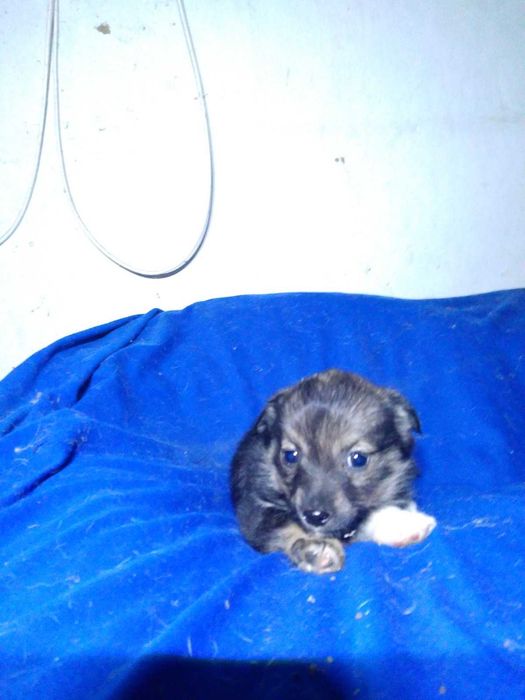 Предлагаются щенки