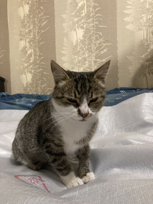 Шукаємо відповідальну і люблячу родину для кішечки!