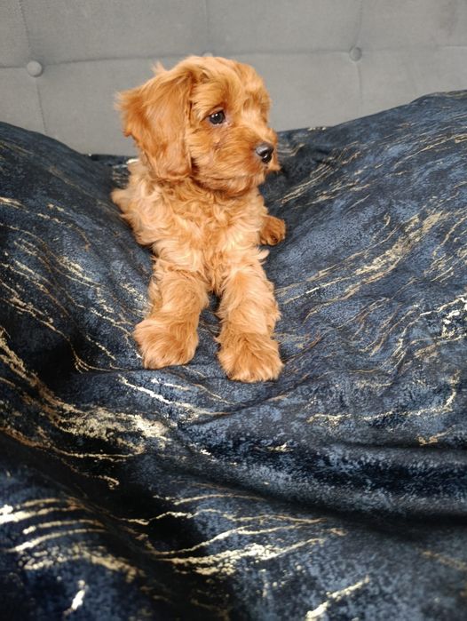 ***Suczka CAVAPOO ***