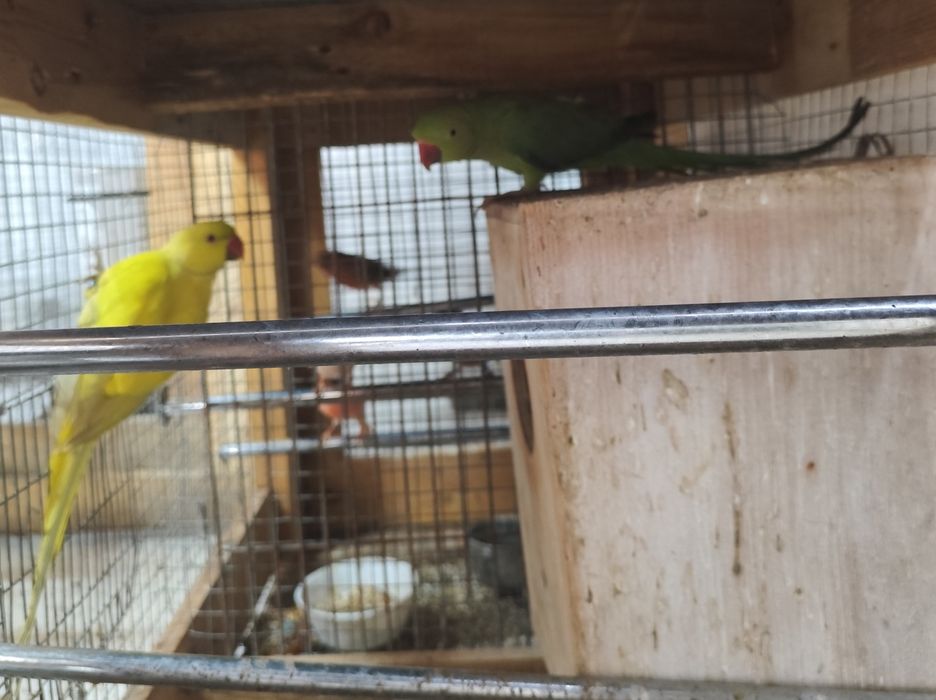 Casal ring necks adultos