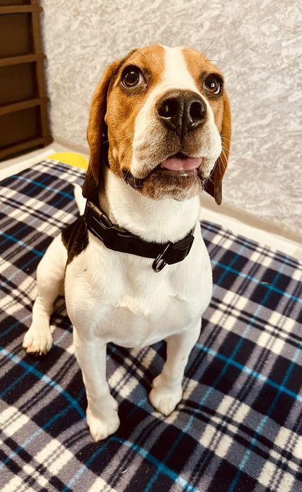 Кобель бігль для в'язки