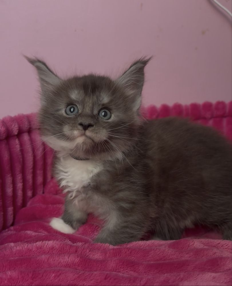 Kotka Maine Coon PZF