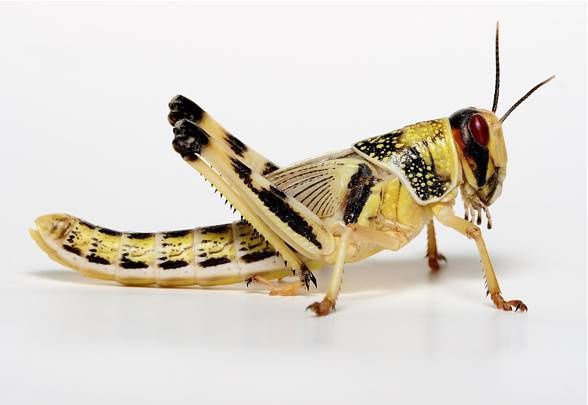 Szarańcza Wędrowna Karmówka 1cm-4cm Młode Szarańcze Owady Karmowe