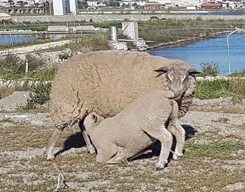 Borrego Fêmea Rouge de l'Ouest