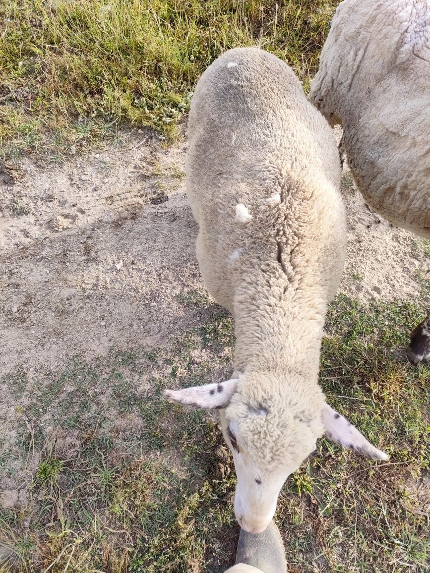 Vendo borrega nova