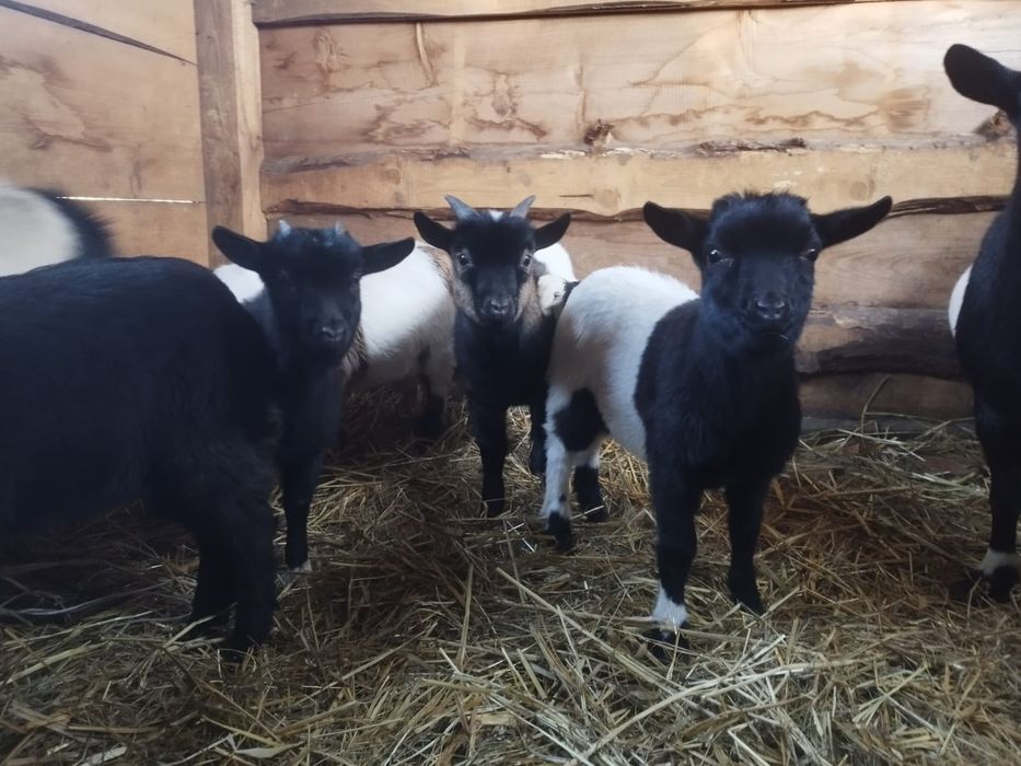 Kózki miniaturki sprzedam zamienię