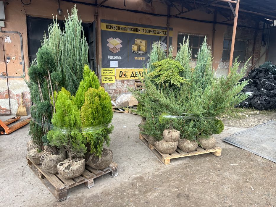 Туї, штамбові рослини, кипариси, нівакі