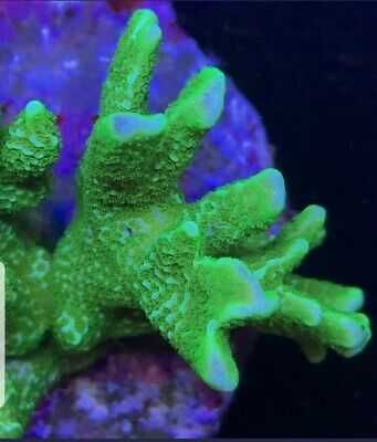 Montipora jasnozielona morskie koralowiec