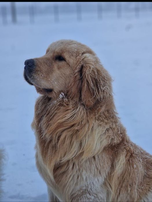 Golden Retriever ZkwP FCI piesek