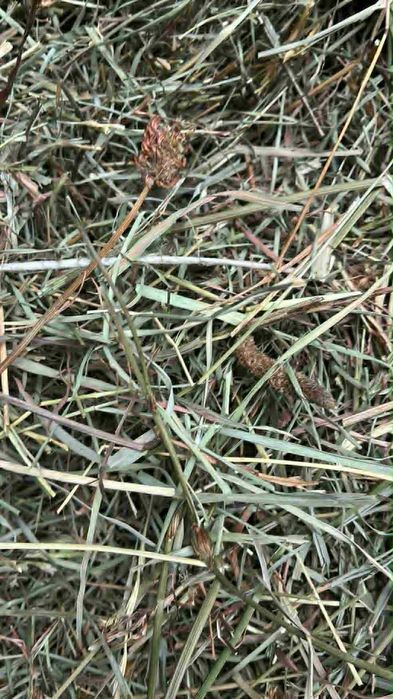 Siano dla królików