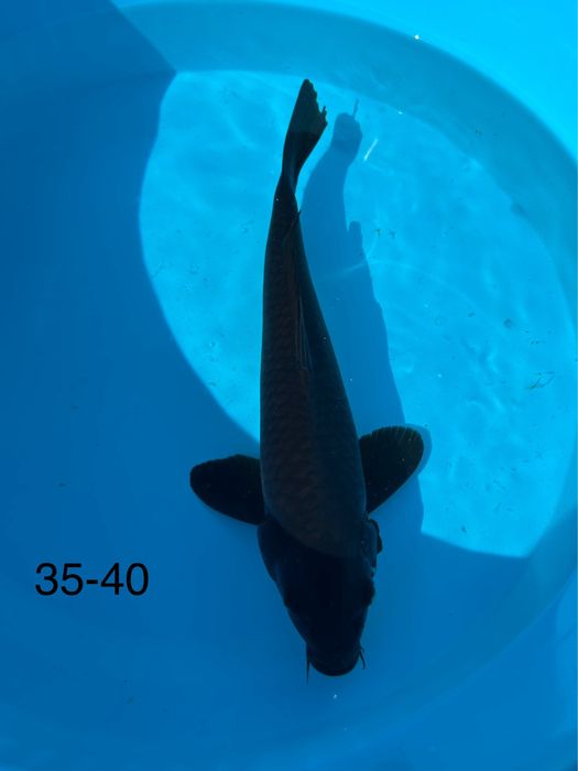 Carpas Koi Chagoi 20-55cm - PROMOCAO BLACK FRIDAY