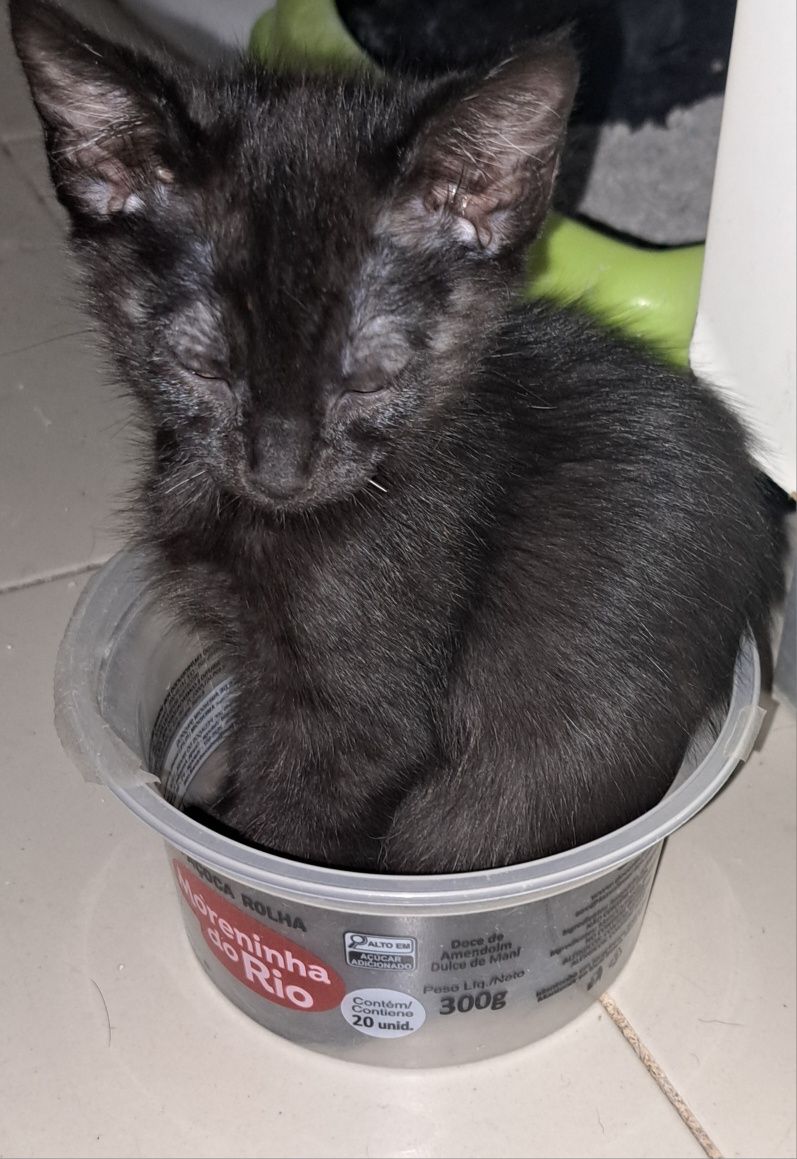 Doação de 2 gatinhas