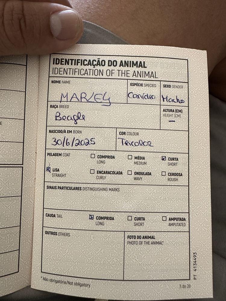 Lindo filhor Beagle