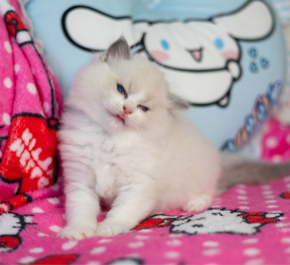 Chlopiec Ragdoll rodowod Fpl