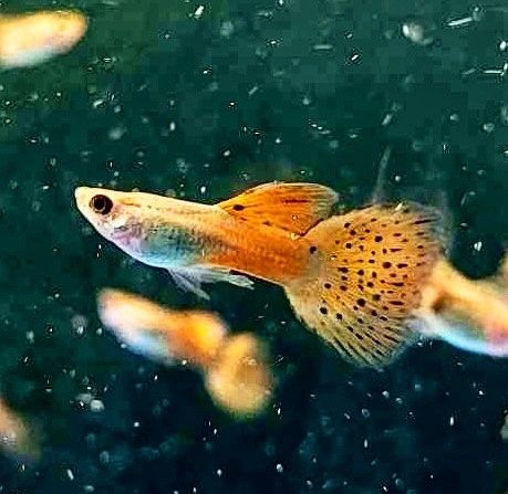 Rybki Akwariowe Detal Hurt Molinezje Mieczyki Gupiki Platki Kirysy