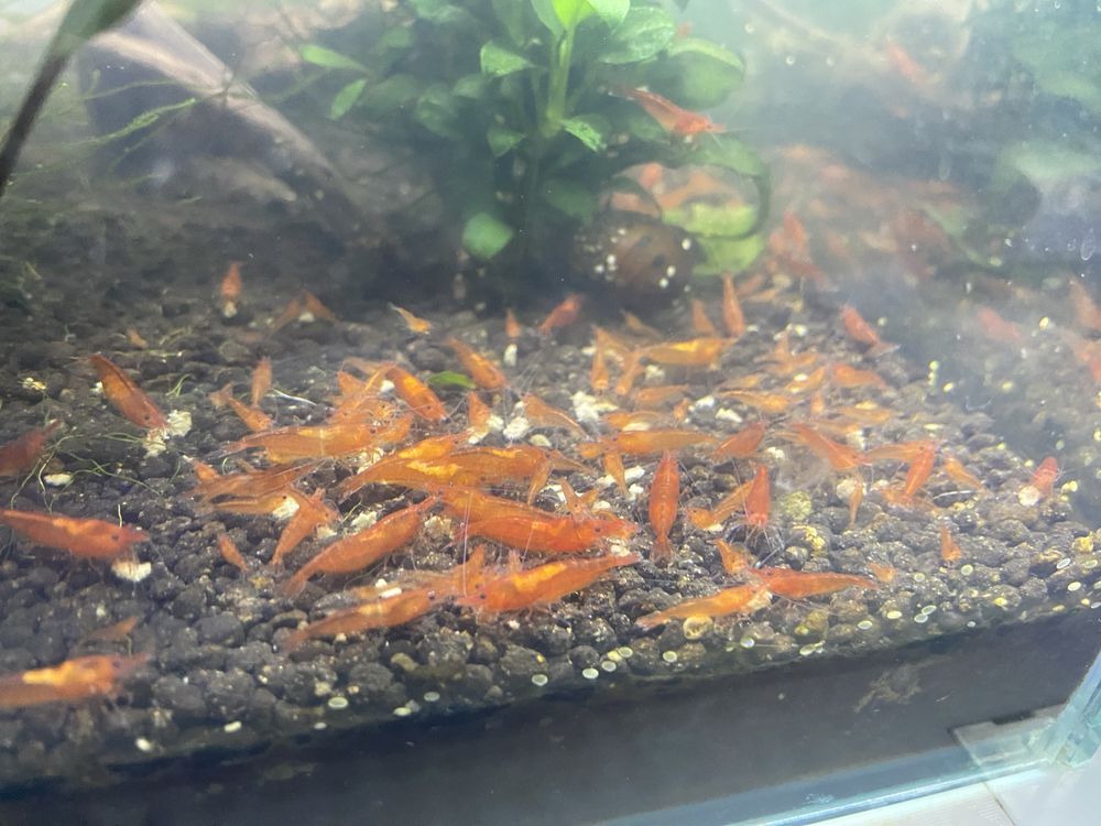 Camarões aquário Neocaridina Red Cherry