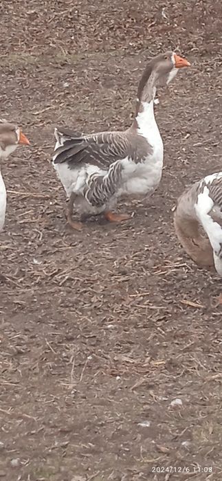 Гуси холмогори . Молоді 2024 рік.