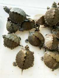 Черепашки почти карликовые Самцы и самки пилоспинной черепахи