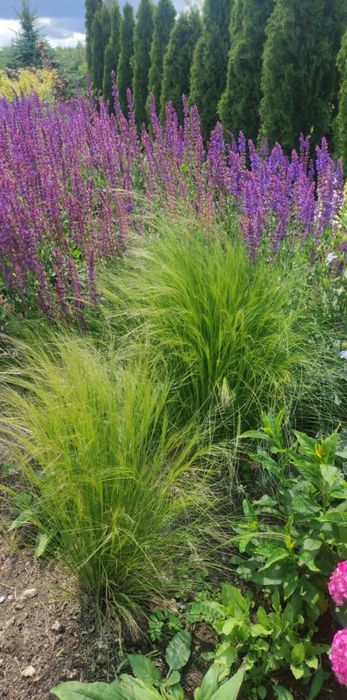 Stipa trawa ostnica