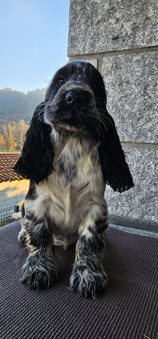 Cocker Spaniel Fêmea/Macho