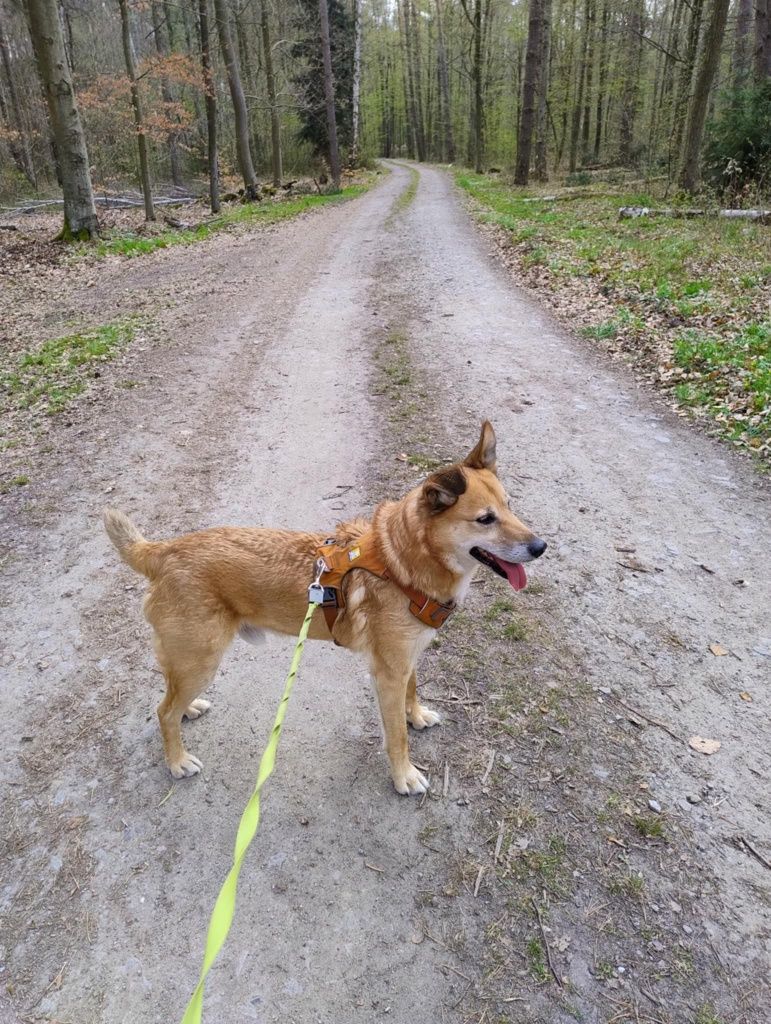 Młody Tofik w typie rasy Shiba Inu,radosny,aktywny,grzeczny pies