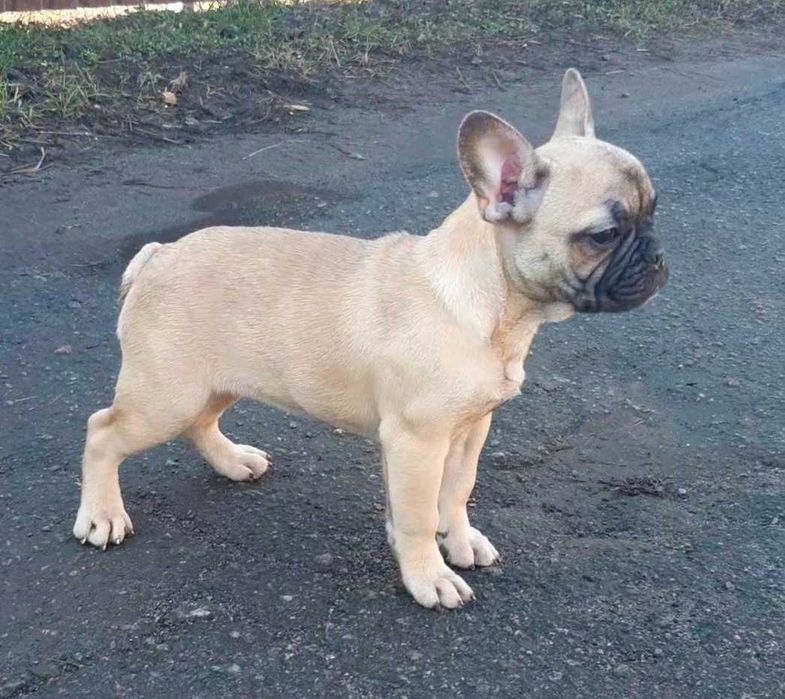 Французский бульдог девочка  родословная международная ксу!