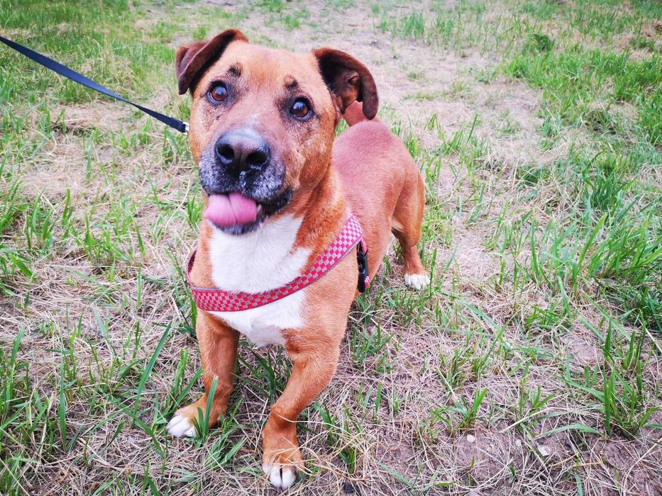 LAKI szuka domu. Pokochaj na zawsze