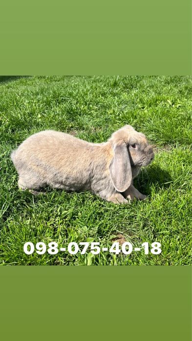 Кролі (німецький строкатий велетень;французький баран)