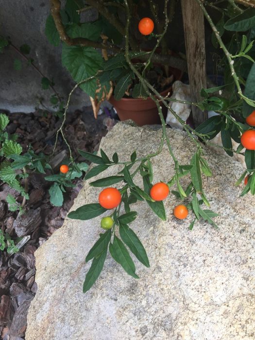 Yuca e mini tomateiro de jardim em vaso de plástico