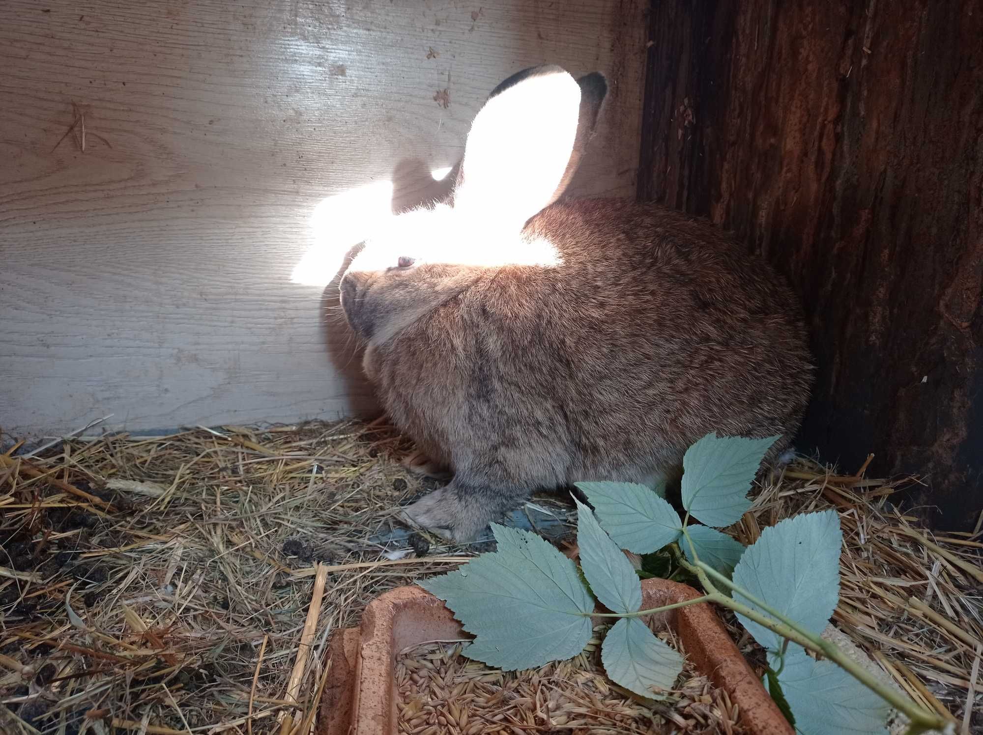 Samica królika  2 lata