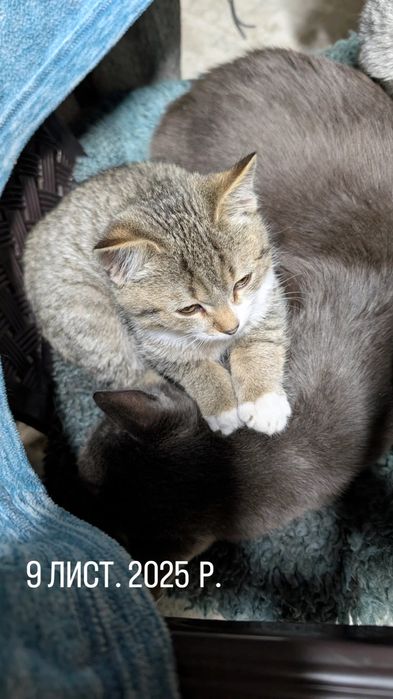 Кошенята в Крюківщині. Можемо підвезти куди буде зручно.