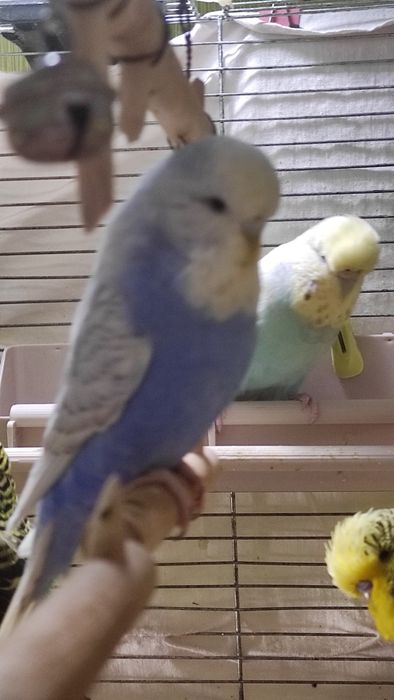 Хатні домашні улюбленці