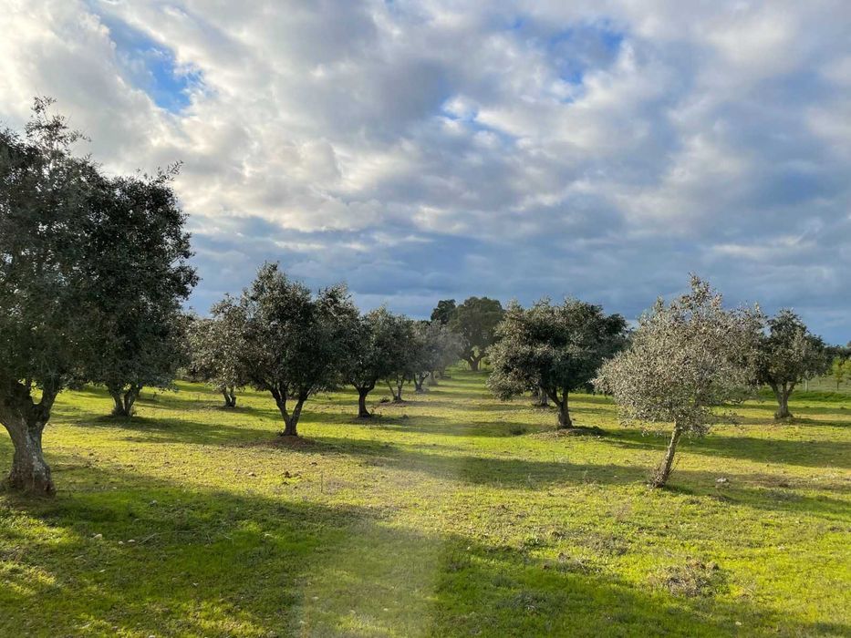 Herdade mista com 50000mt