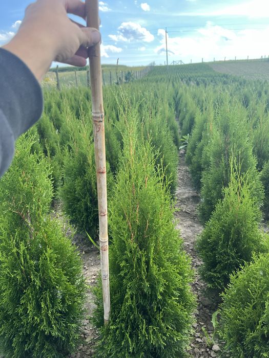 Туї Смарагд АКЦІЯ