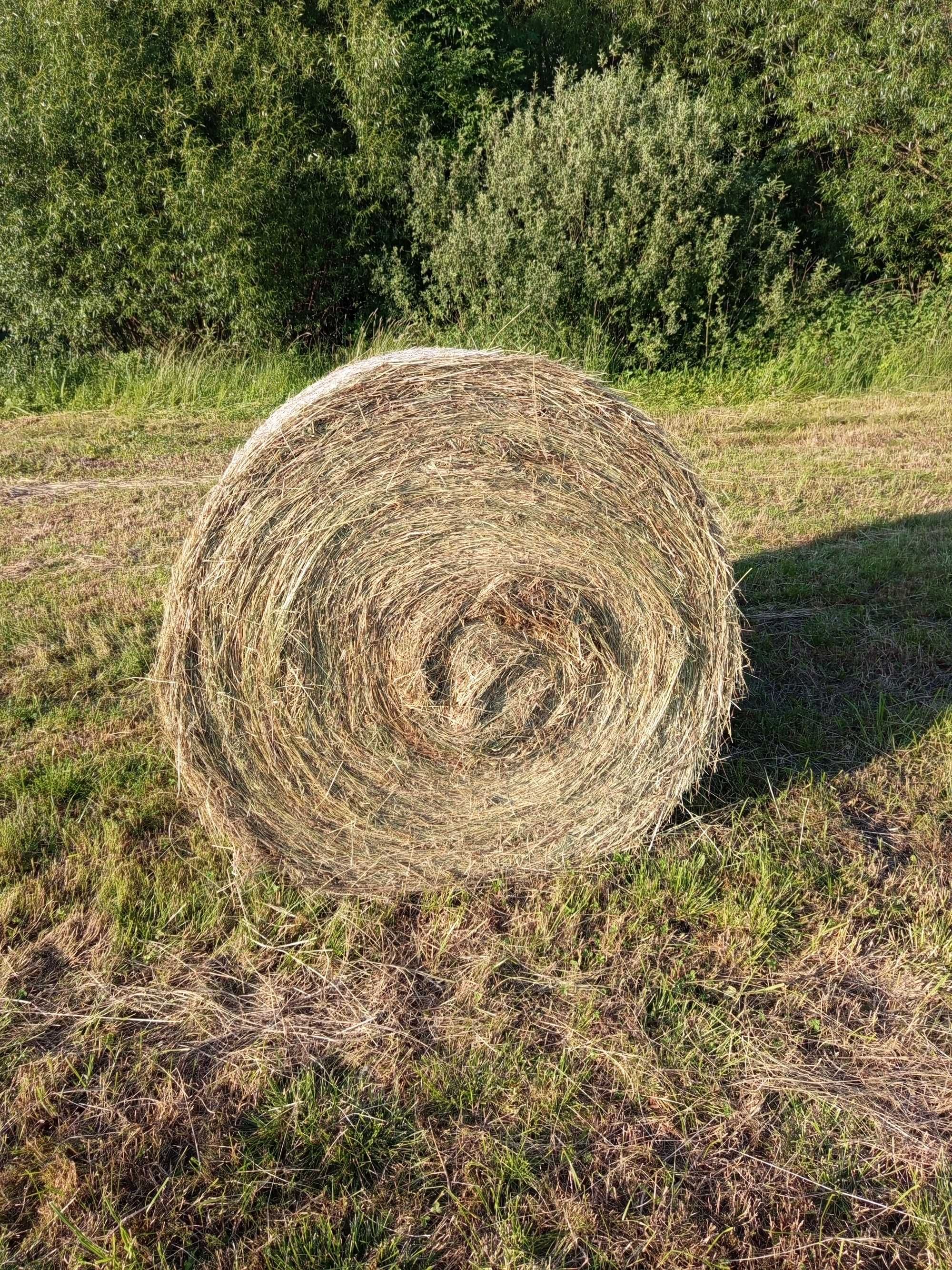 Bele siana dla koni ładne pogodne